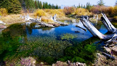 Trout Pond