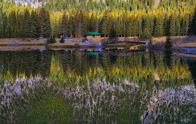 Reflections in the Spruce