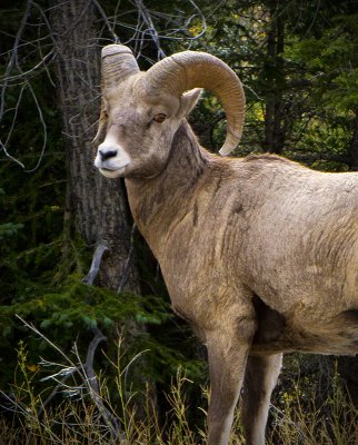 The Mighty Big Horn Sheep