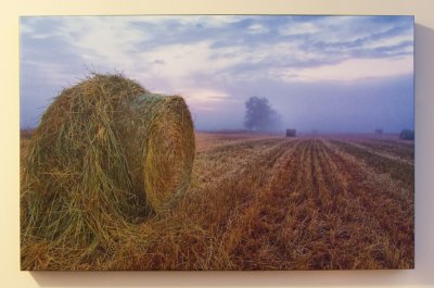 Early Morning Harvest One  Canvas Print
