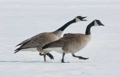 Strutting Along