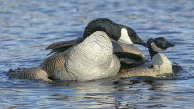 Geese Mating Two