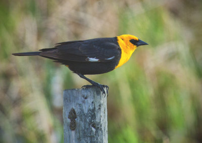 Birds and Wildlife of Alberta 2012