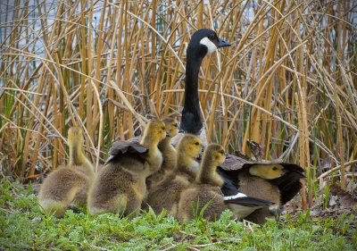 The Original Seven Goslings first to be hatched.....