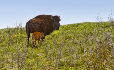 Bison on the Prairies...