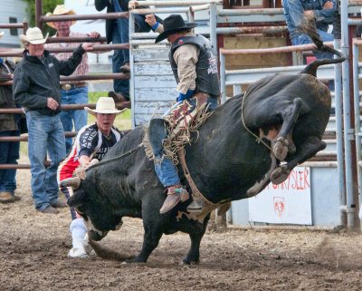 Bull Fighter working the bull bringing out the best in the rider....