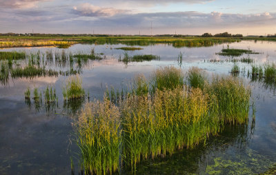 Ducks Unlimited Marsh Lands