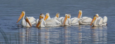 Pelican (disambiguation)