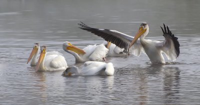 Pelican (disambiguation)  two