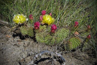 Prickly-pear Cactus Opuntia spp.  at Dry Island Buffalo Jump Ridges two