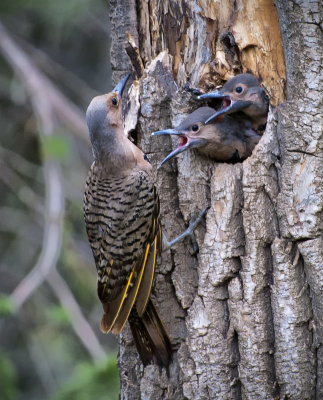 Northern Yellow-shafted Flicker