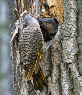 Northern Yellow-shafted Flicker Feeding Her Young