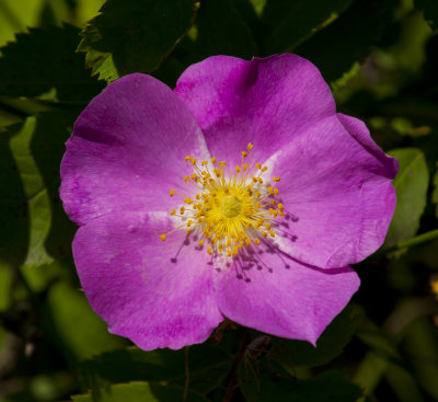 The Prairie Rose  Rosa arkansana