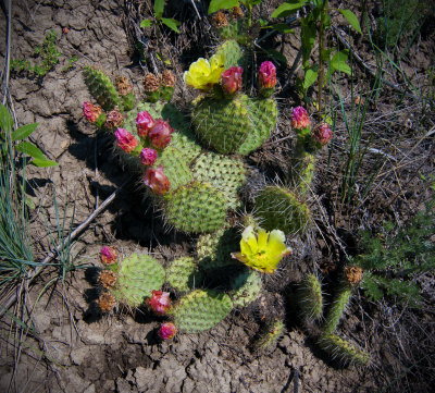 Prickly-pear Cactus Opuntia spp. at Dry Island Buffalo Jump Ridges On July 09.2012