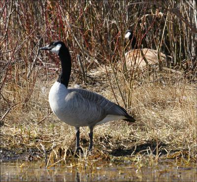 A Canada Nesting