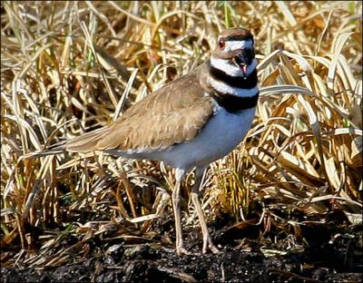 Common Ringed Plover