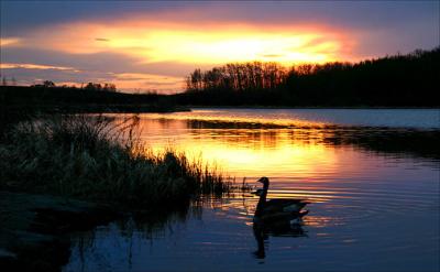 Pair of Canada's at Sunset