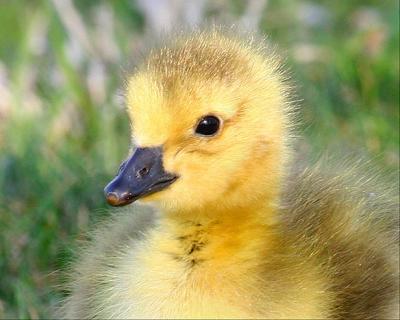 First Hatched