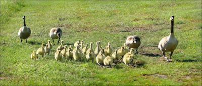 March of the Goslings