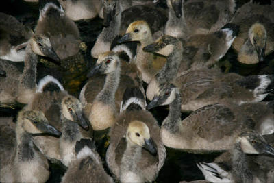 Night Time Goslings