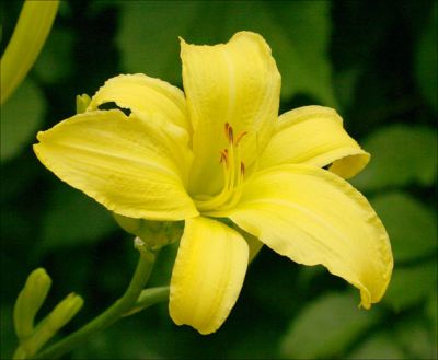 Flower Selection's 71 Best