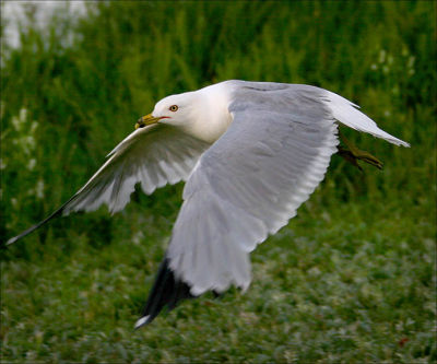 Seagull Fly By