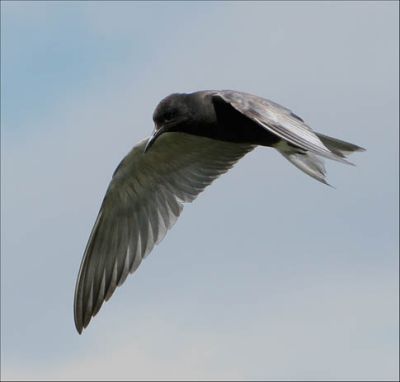 Black Tern Two 06