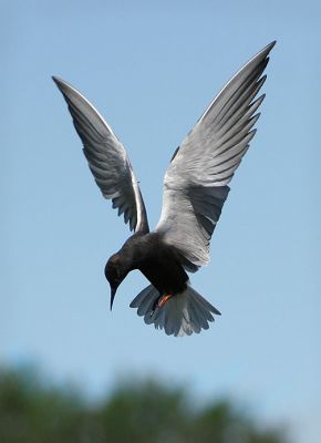 Black Tern 06