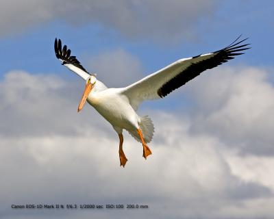 pelicana.jpg