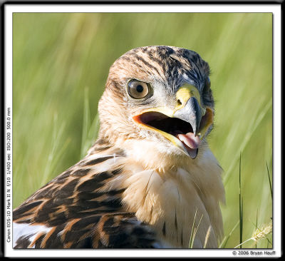 Juvenile Ferruginous Hawk