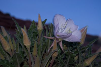 PageAZ-009.jpg