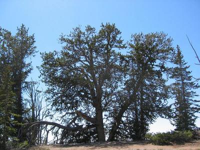 CedarBreak_006.jpg