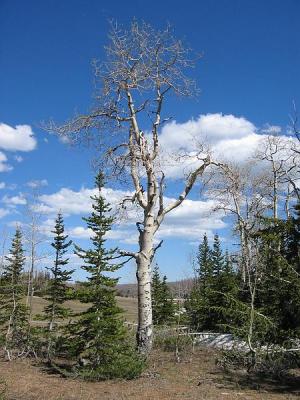 CedarBreak_007.jpg