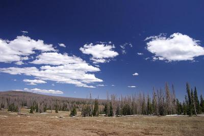 CedarBreak_011.jpg