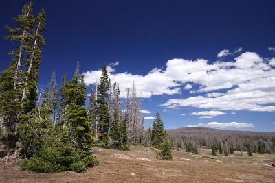 CedarBreak_012.jpg