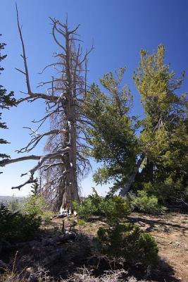 CedarBreak_014.jpg