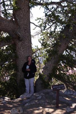 CedarBreak_015.jpg