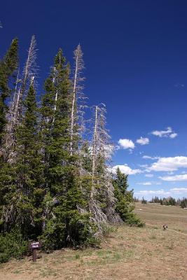 CedarBreak_018.jpg