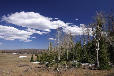 CedarBreak_019.jpg
