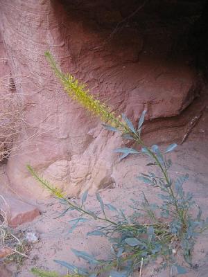 CapitolReef_011.jpg