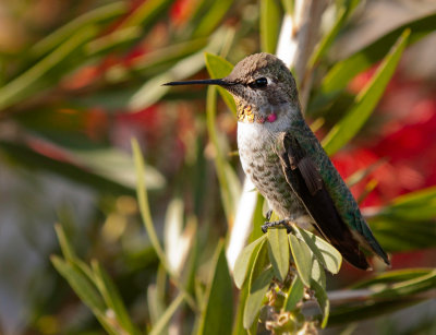 Hummingbird