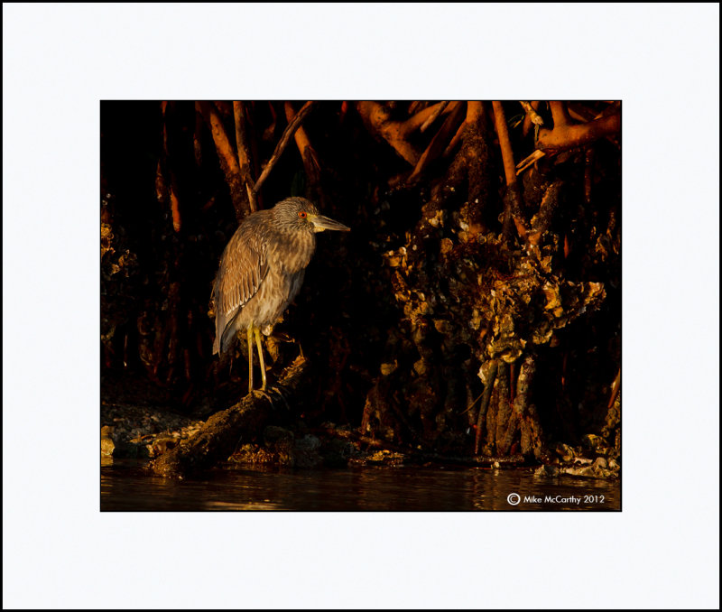 Juvenile Black Crowned Night Heron_MG_1063-Small.jpg