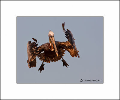 PELICANS