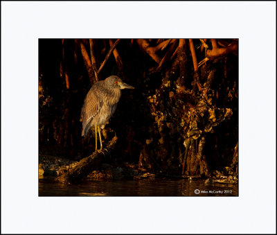 Juvenile Black Crowned Night Heron_MG_1063-Small.jpg