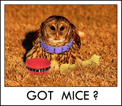Got-Mice-Small.jpg