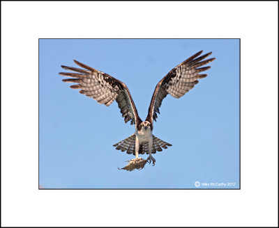 Osprey_MG_0200-Small.jpg