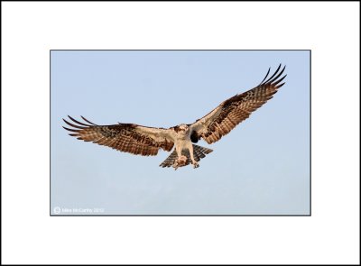 Osprey _MG_9910-Small-C.jpg