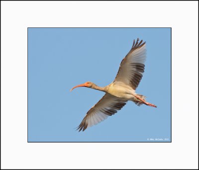 ROSEATE SPOONBILLS