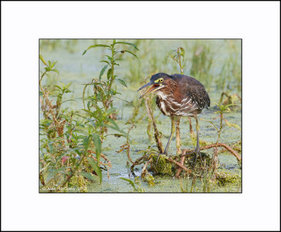 GREEN HERONS