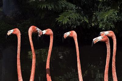 g4/23/570523/3/52346199.Flamingos.jpg